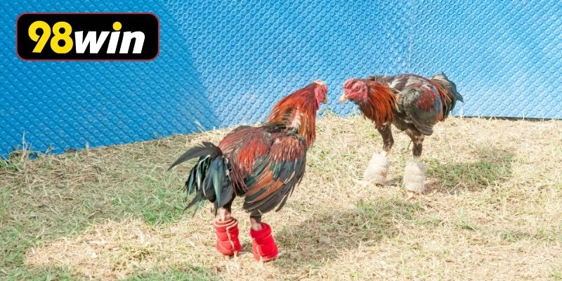 Bảng tỷ lệ cược được cập nhật theo thời gian thực
