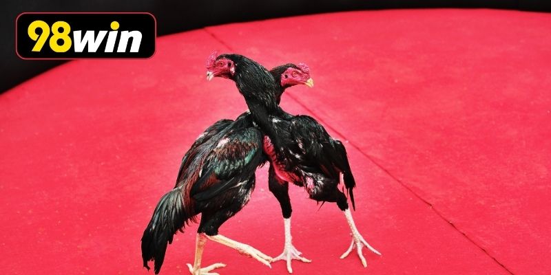 Lịch đá gà cựa sắt hôm nay được cập nhật nhanh