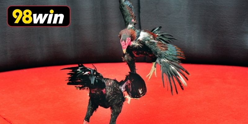 Trận đá gà cựa dao Thomo diễn ra kịch tính